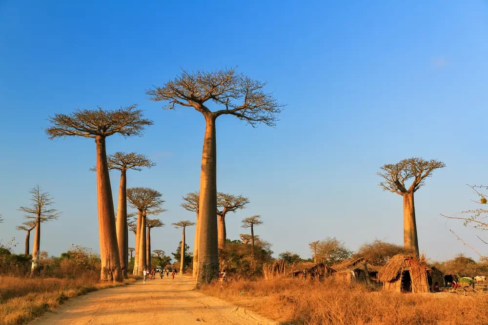 Madagaskar