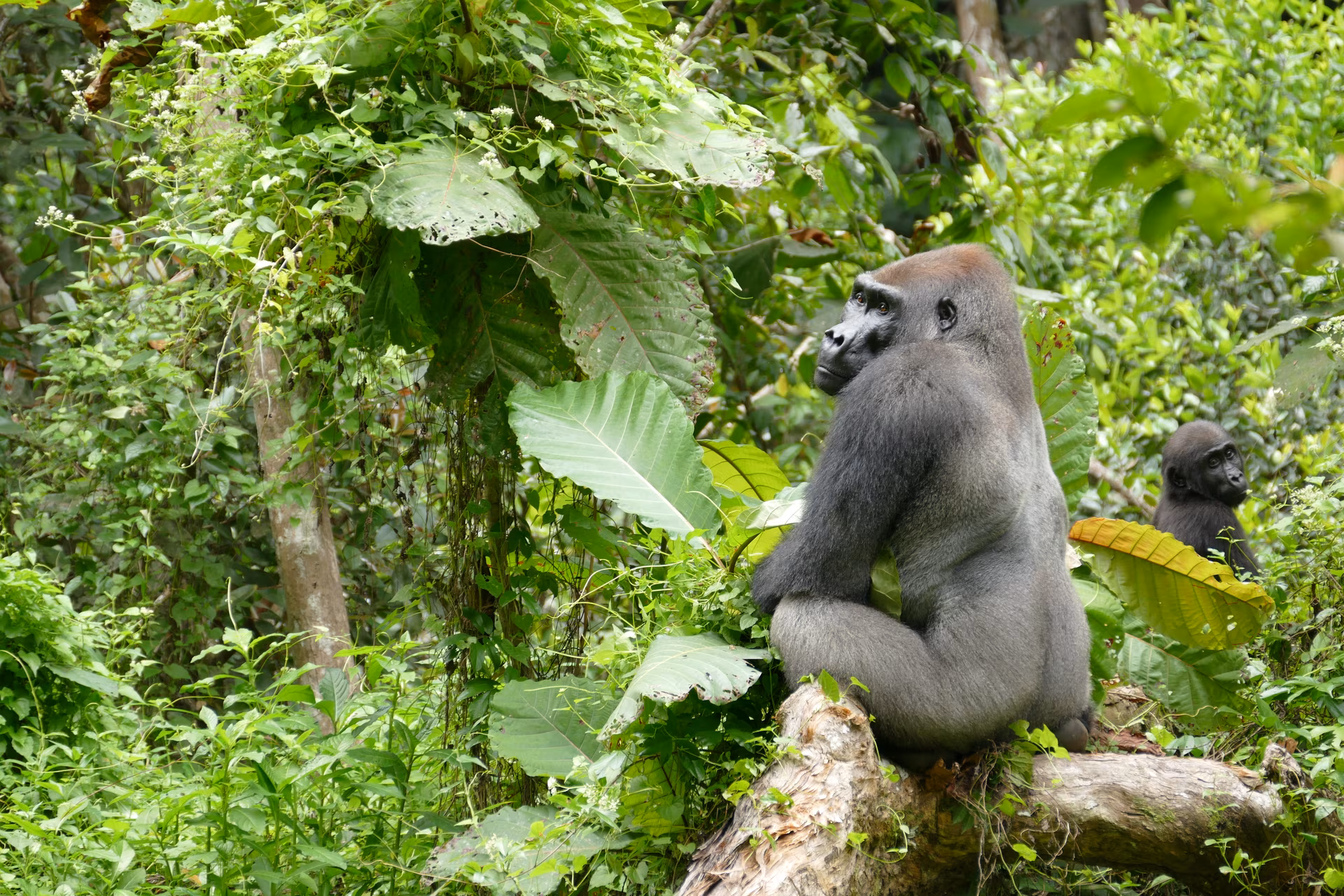 Loango, das Königreich der Wildnis