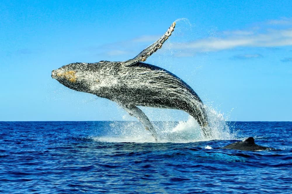 Safari hivernal en Basse-Californie : à la découverte des baleines (janvier à mars)