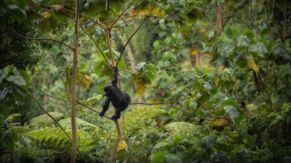 Uganda