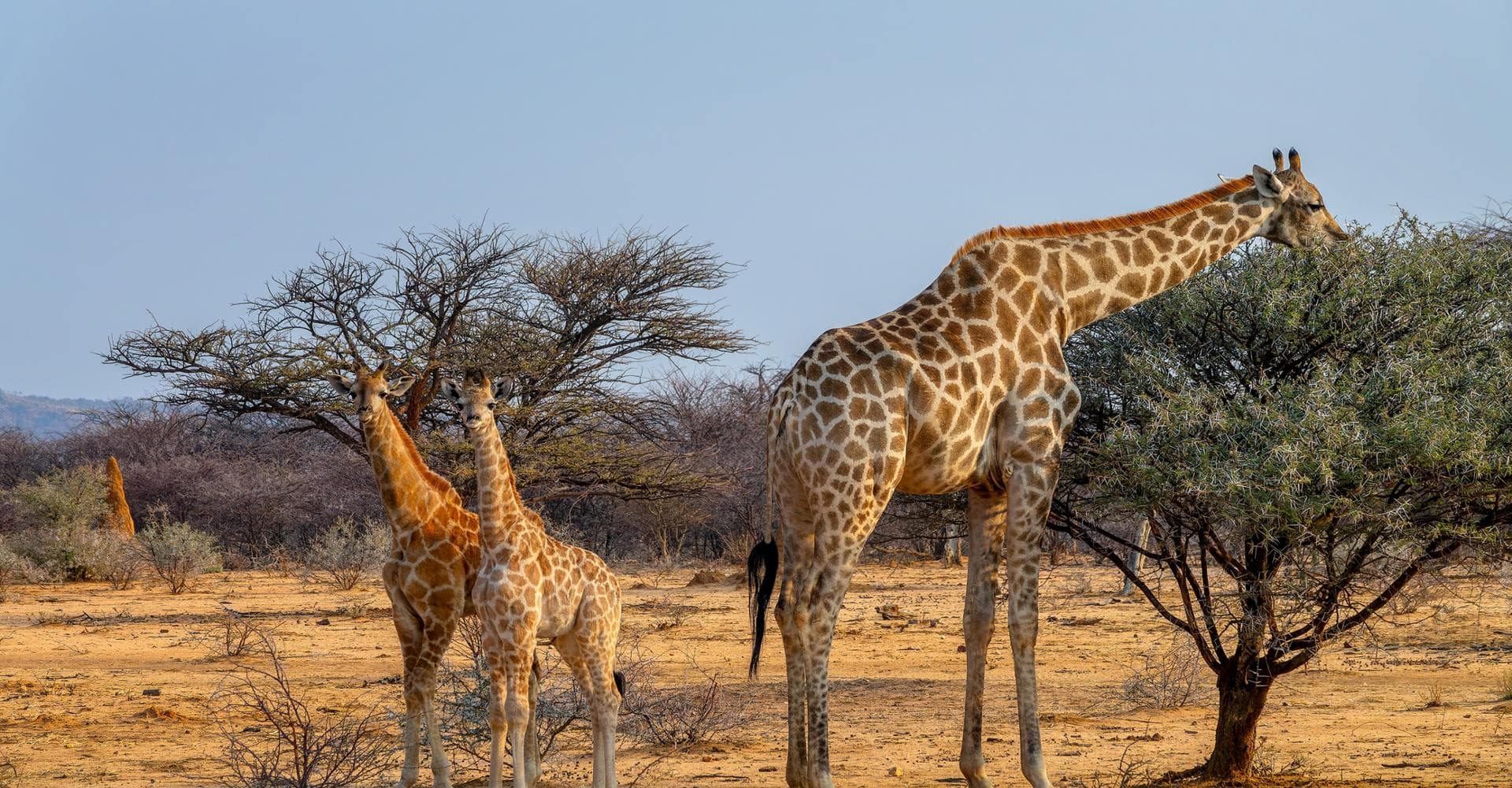 Sambia