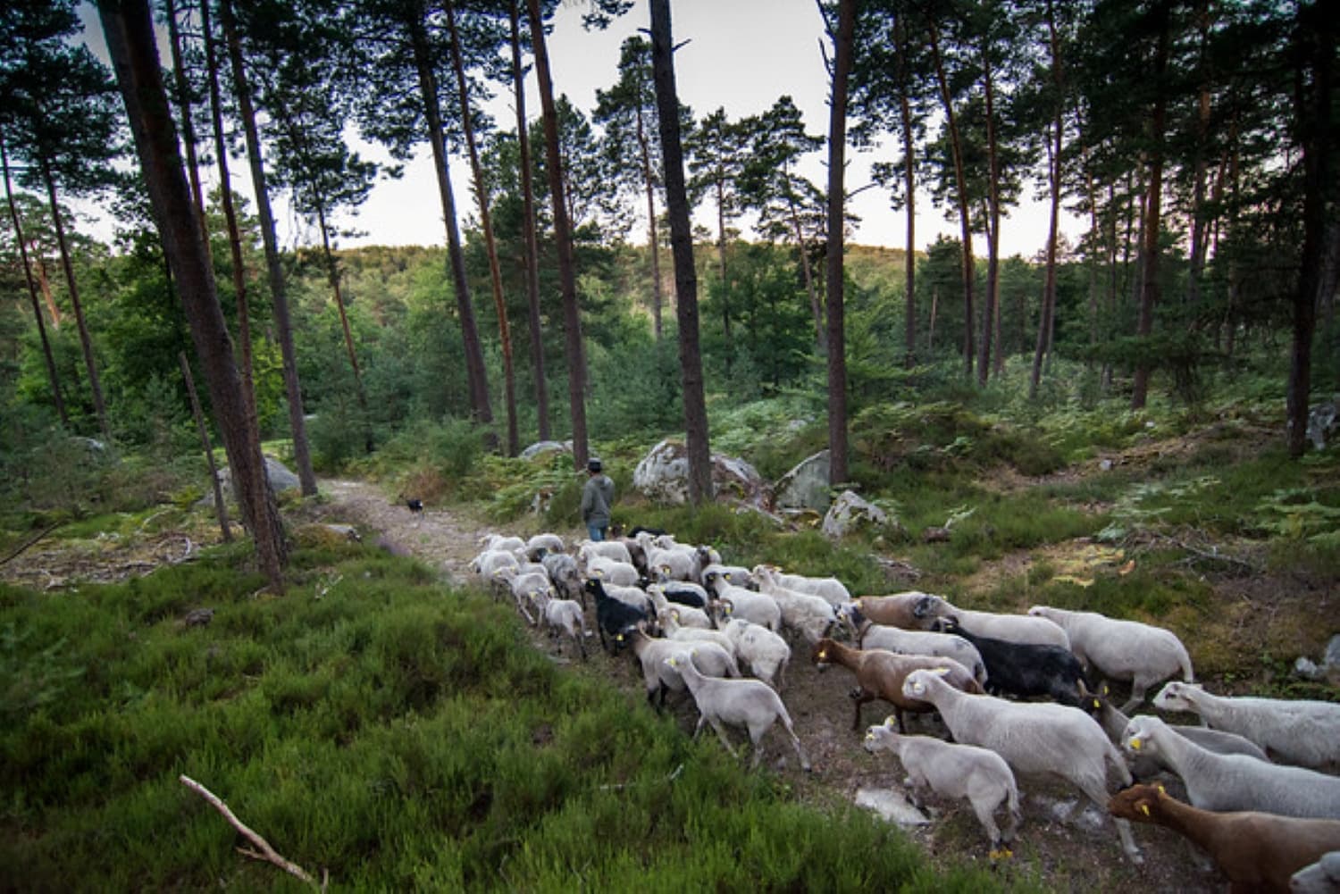 Wald von Fontainebleau
