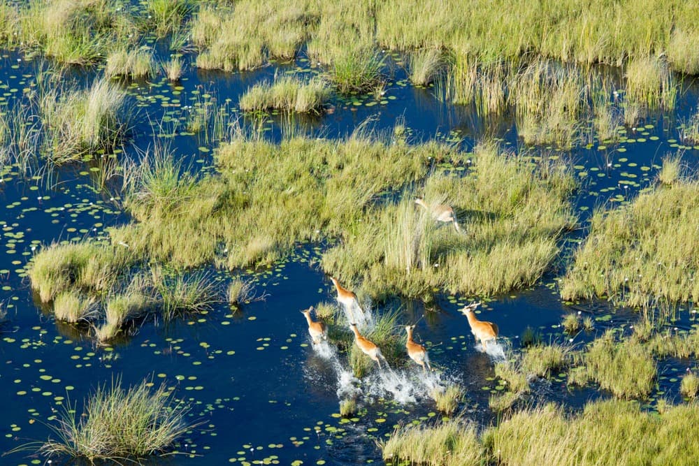 Abenteuer im Okavango-Delta
