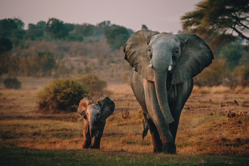 Chobe Explorer