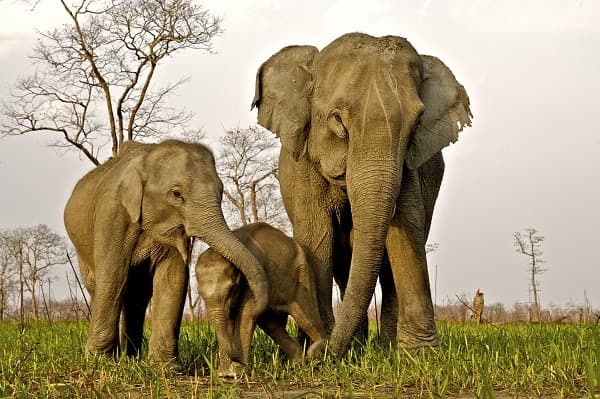 Kaziranga- und Sundarban-Nationalparks