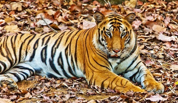 Im Land des Tigers