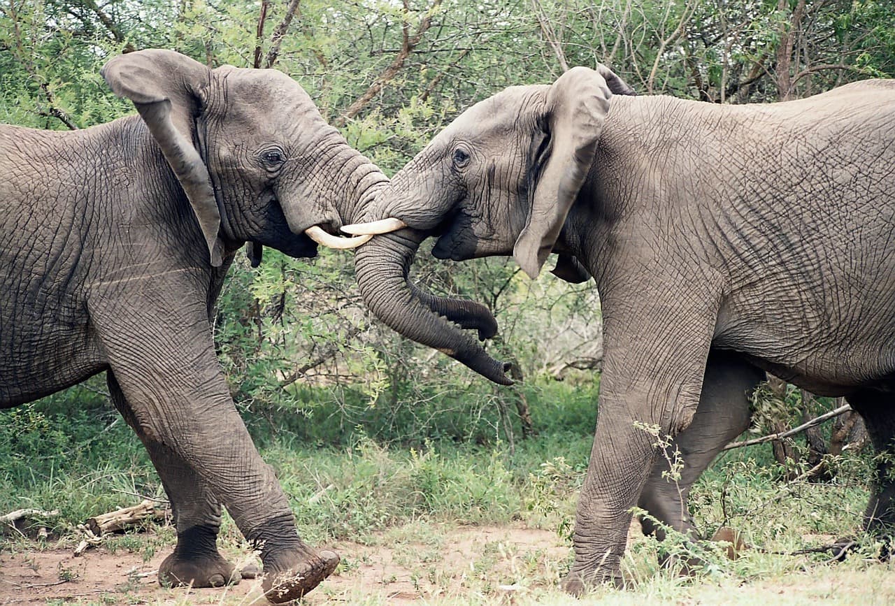 Safari im Familie im Kruger