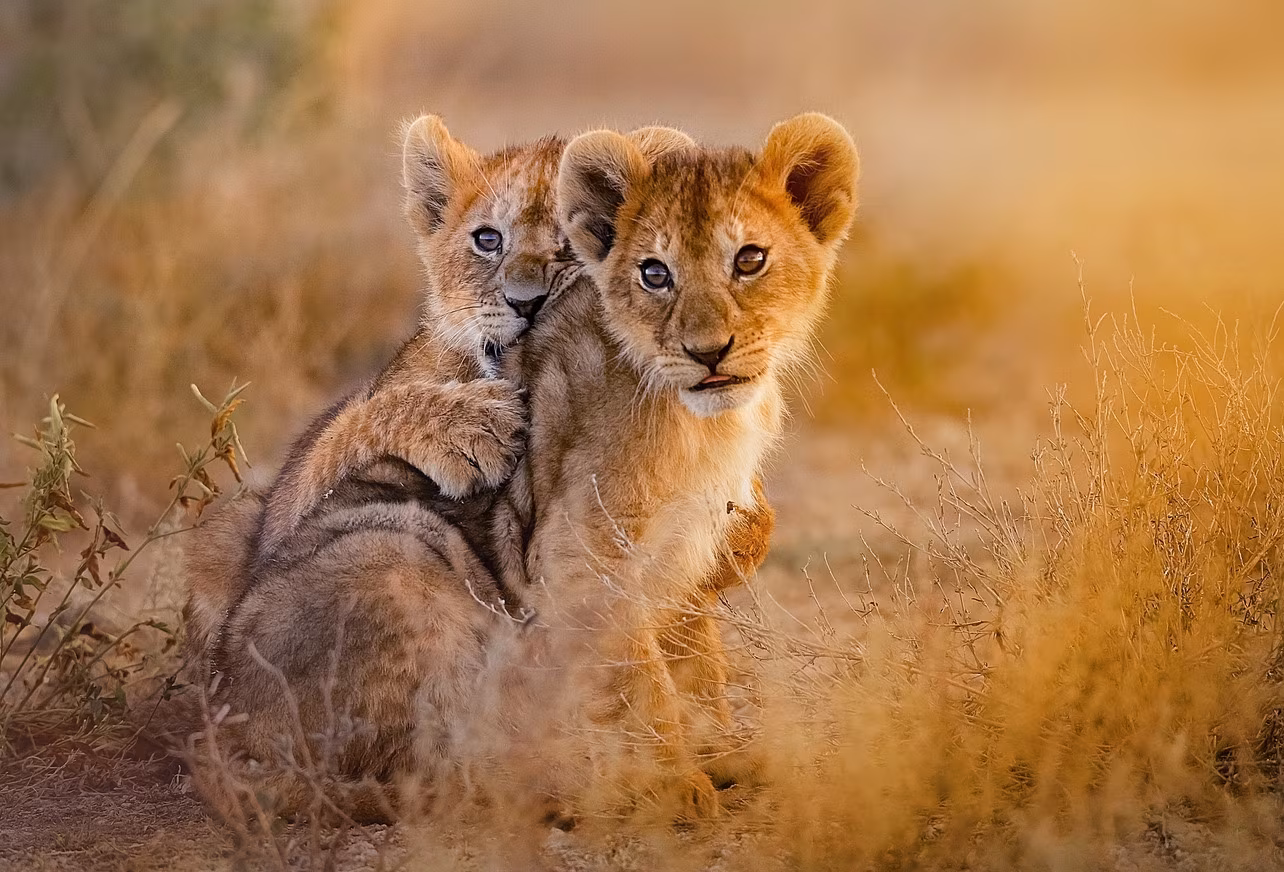 Endlose Safaris in Mabula
