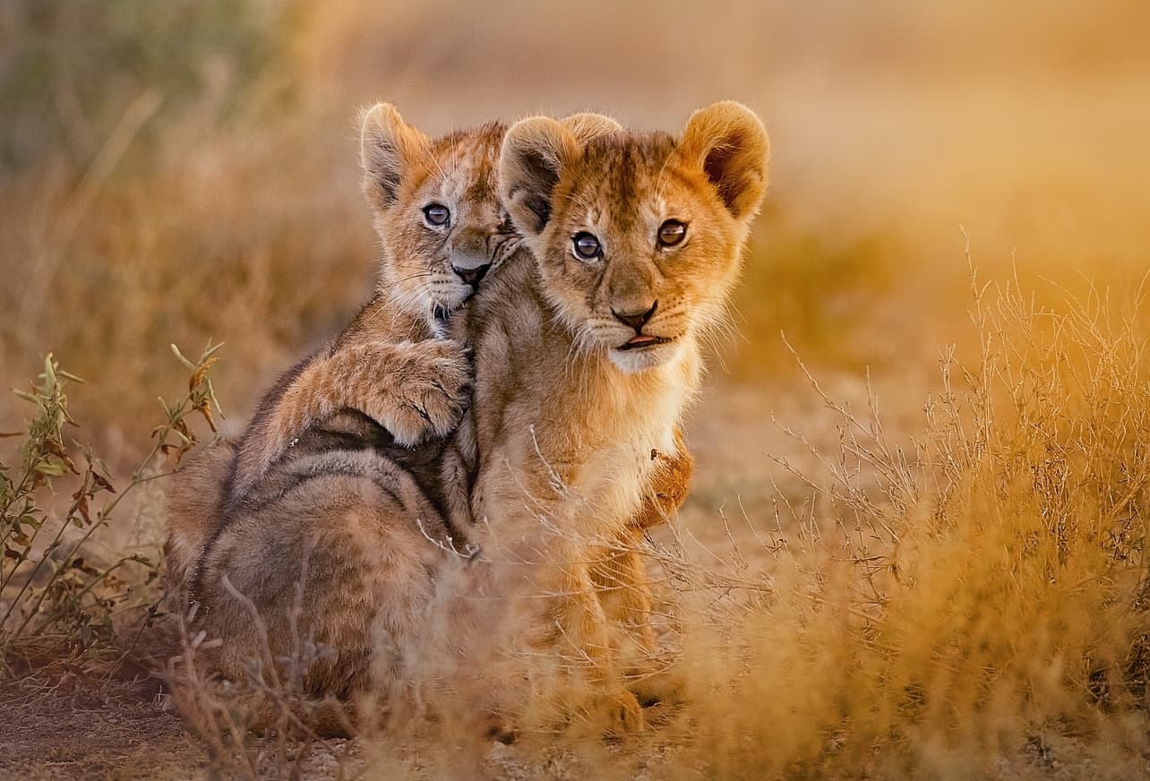 Safaris infinis à Mabula