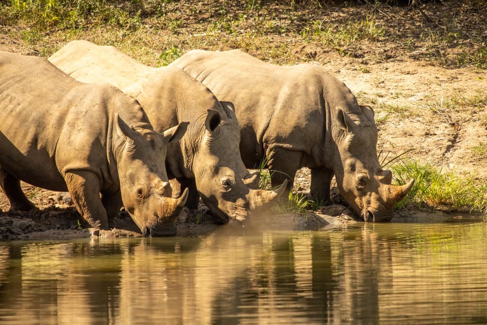Aventure en Ouganda et Rwanda : safaris, primates et grands lacs