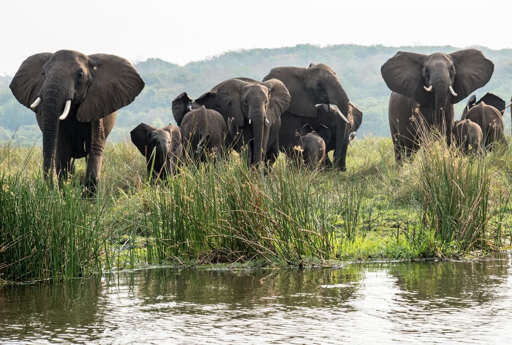 Grande faune africaine et Peuples isolés du Nord-Est de l'Ouganda