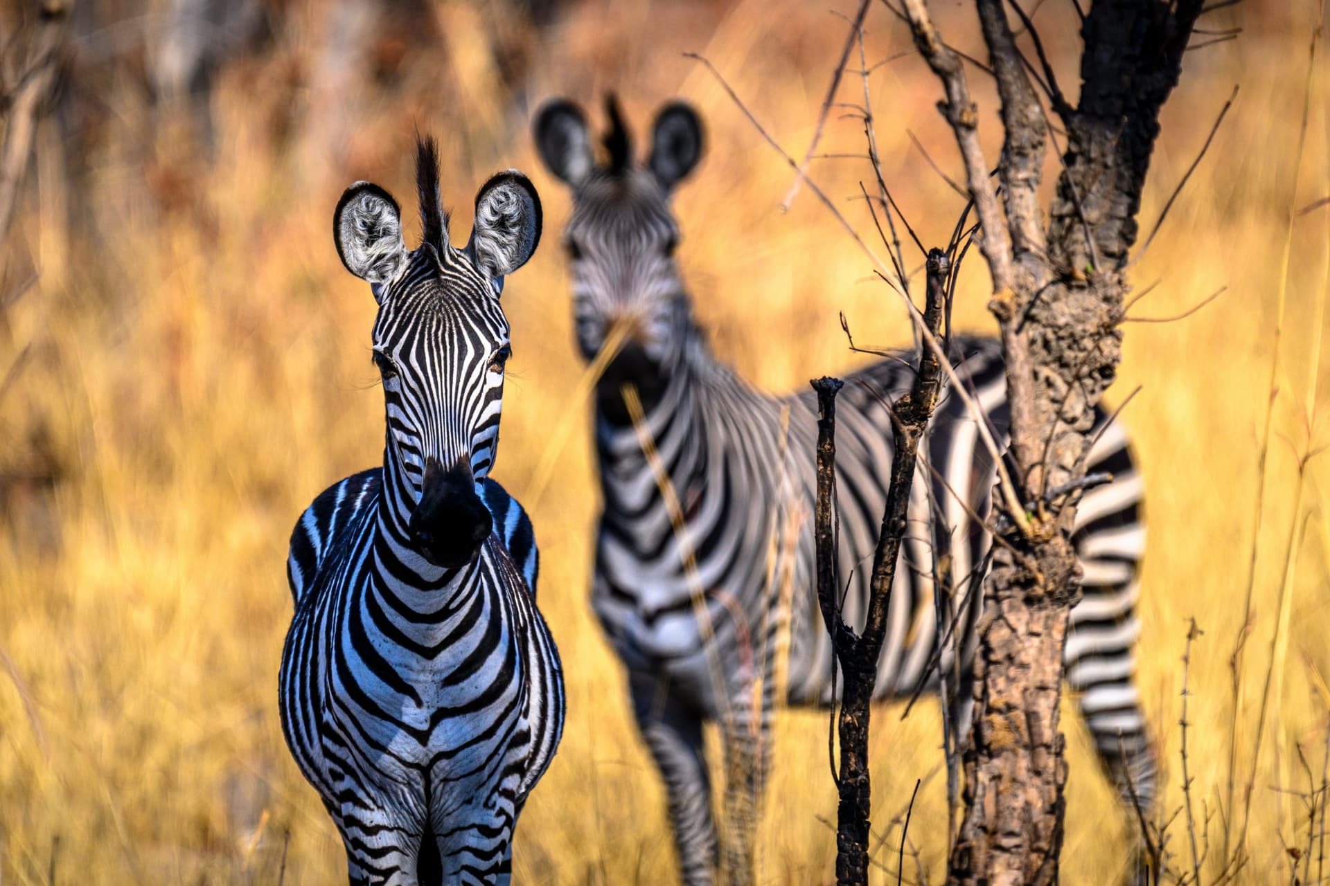 Familienreise Safari in Sambia und zu den Viktoriafällen