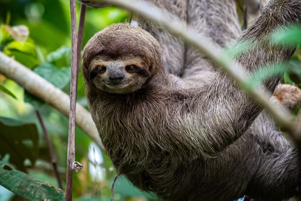 Entdeckung der Tierwelt von Costa Rica
