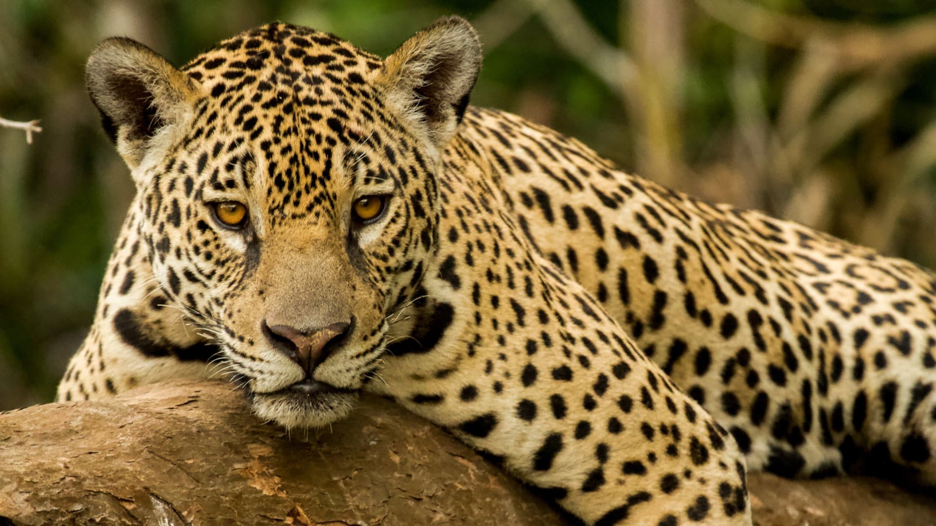 Immersion dans le nord du Pantanal