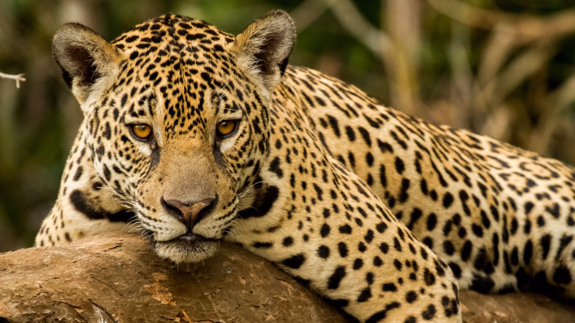 Chapada, Nobres und Pantanal: Ein wildes Abenteuer