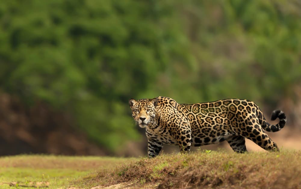 Auf den Spuren des Jaguars: Rio, Iguaçu & Norden des Pantanal