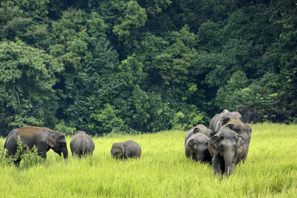 parc national de khao yai elephants