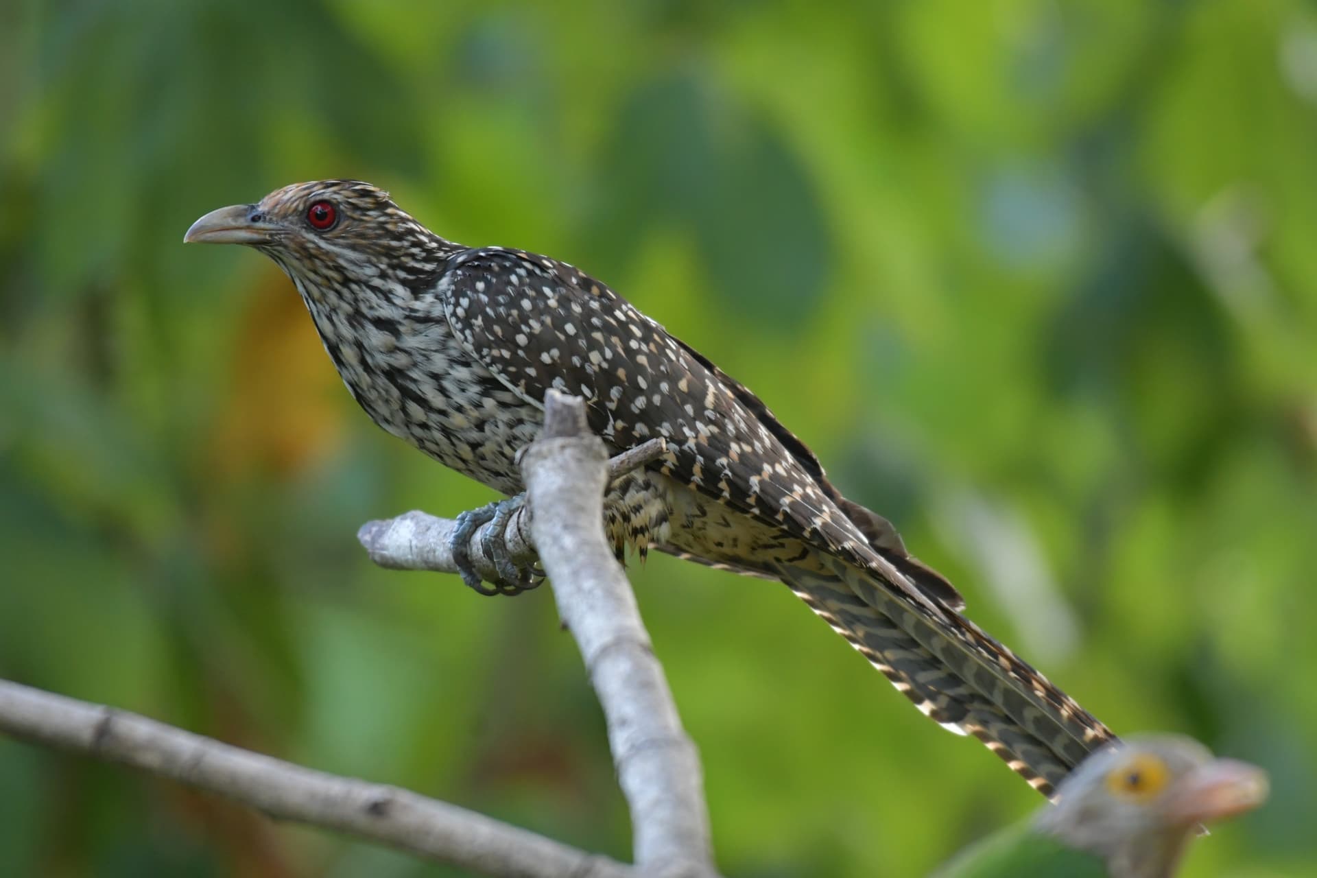 Der Asiatische Koel, der Vogel, dessen Schrei man überall in Thailand hört
