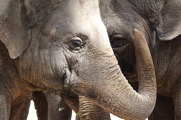 Elefanten in Thailand sehen: 5 verantwortungsvolle Schutzgebiete und Heiligtümer