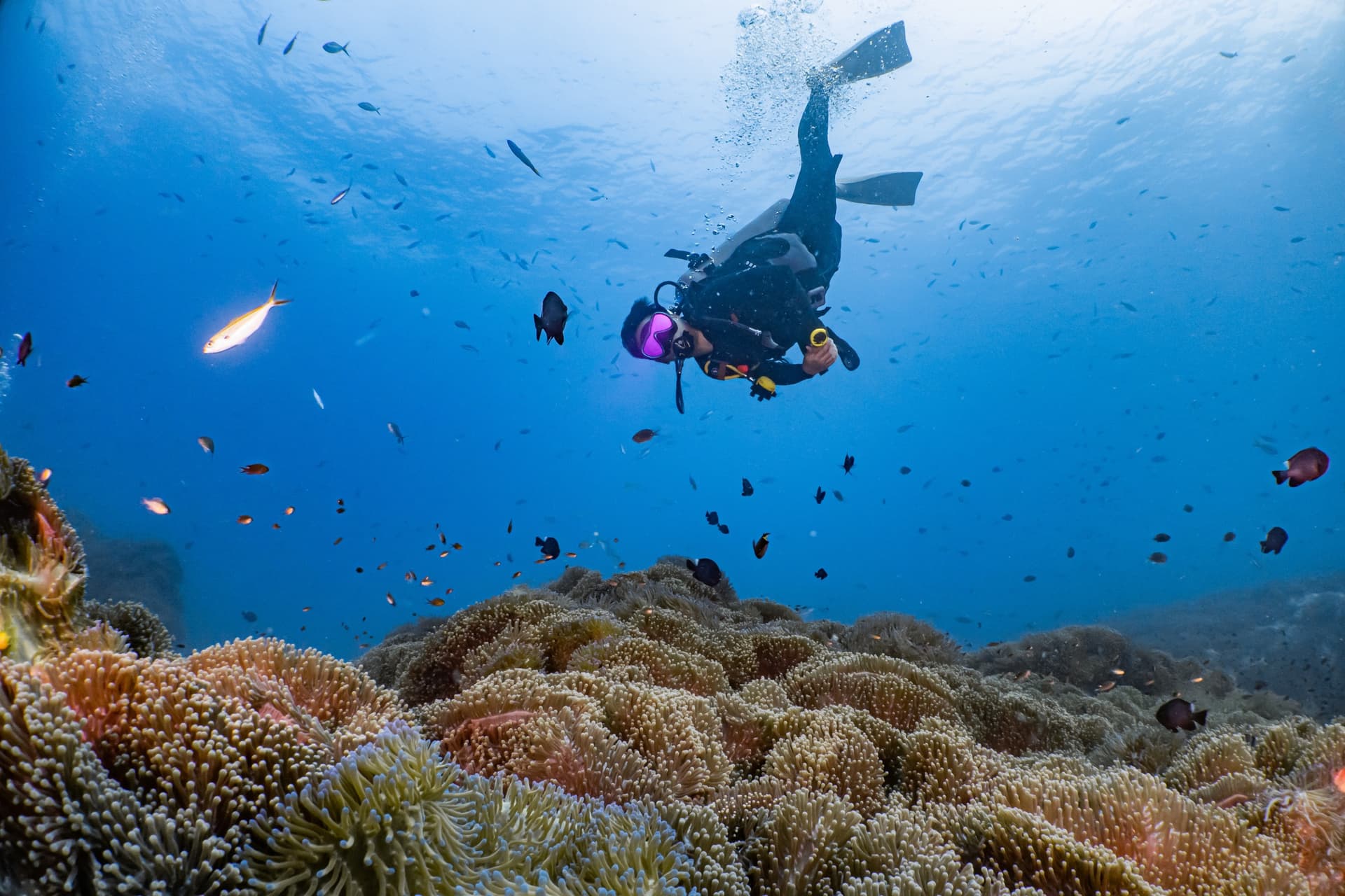 Was sind die besten Tauchplätze auf Koh Tao?