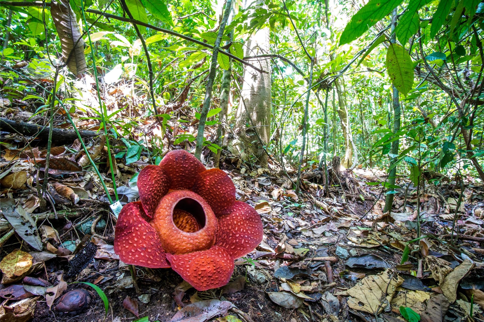 Wo man die Rafflesia, die größte Blume der Welt, in Thailand sehen kann