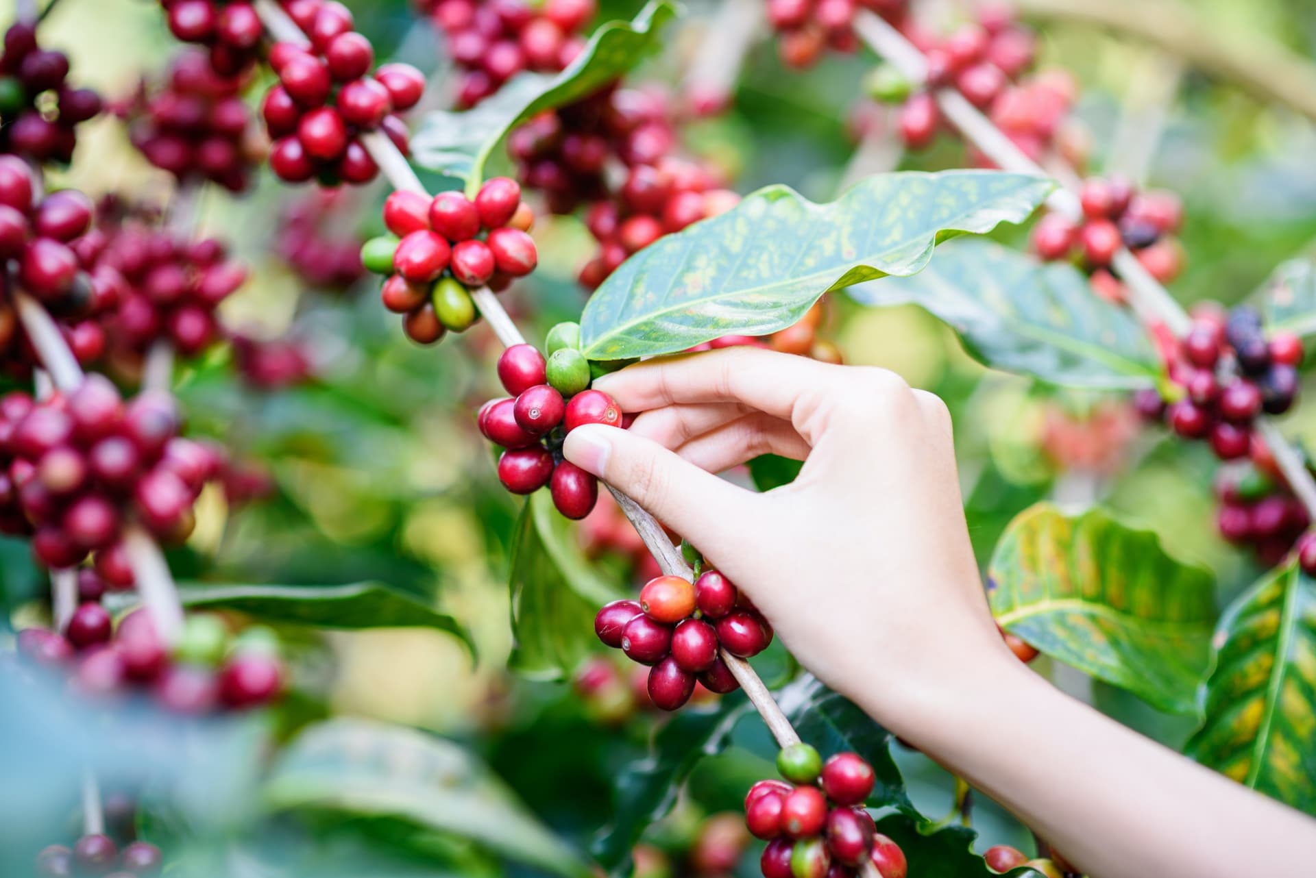 suan lahu coffee
