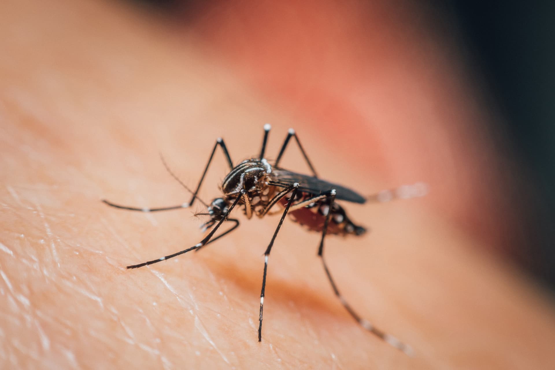 Dengue, die Mückenkrankheit in Thailand
