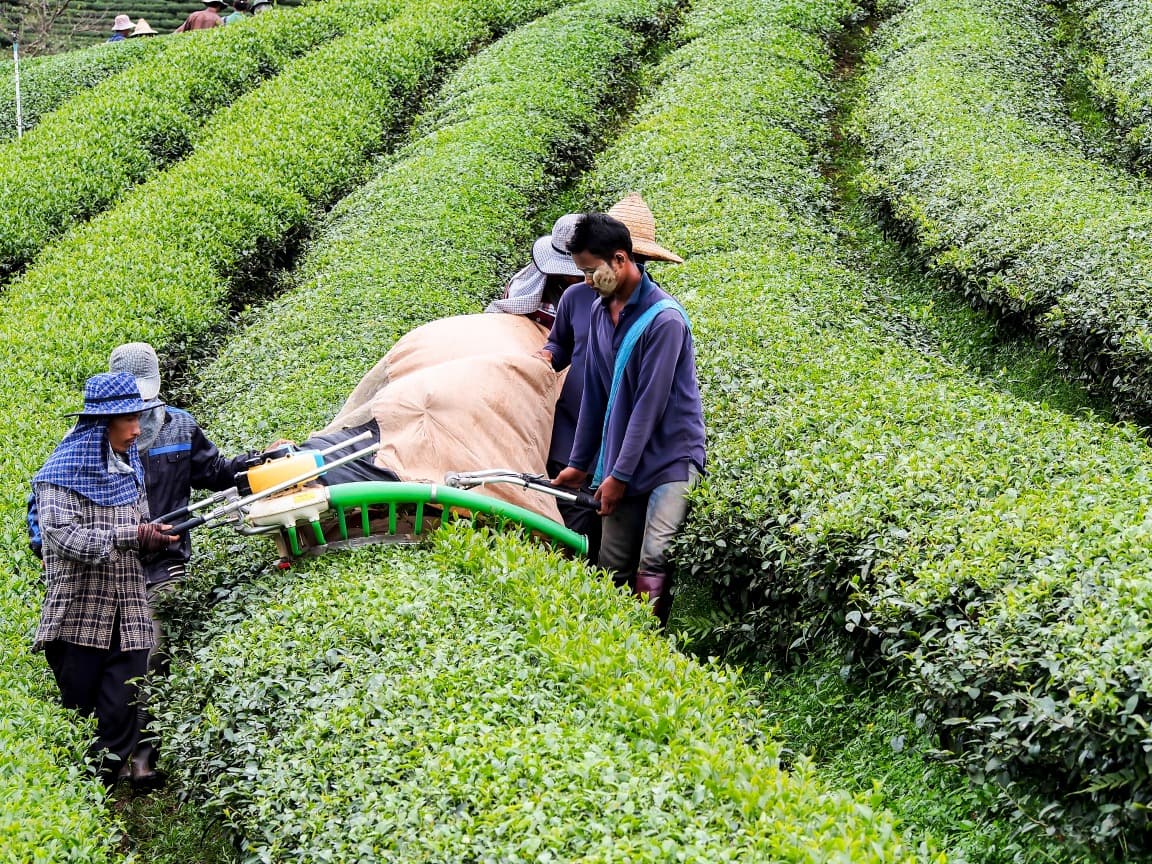 tea plantation santikhiri village