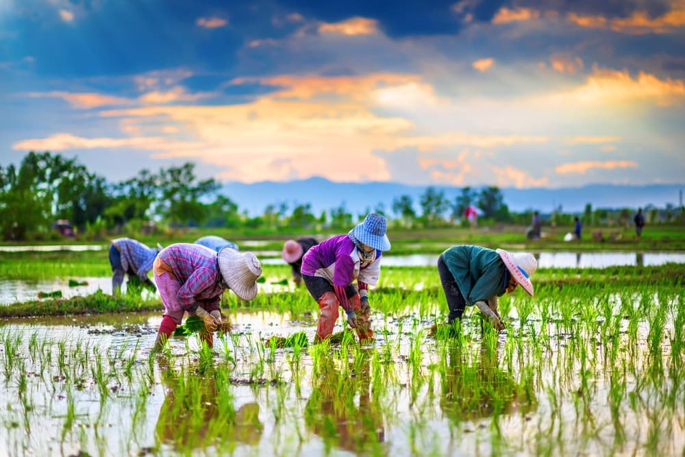 Agrotourismus und Grüner Tourismus in Thailand