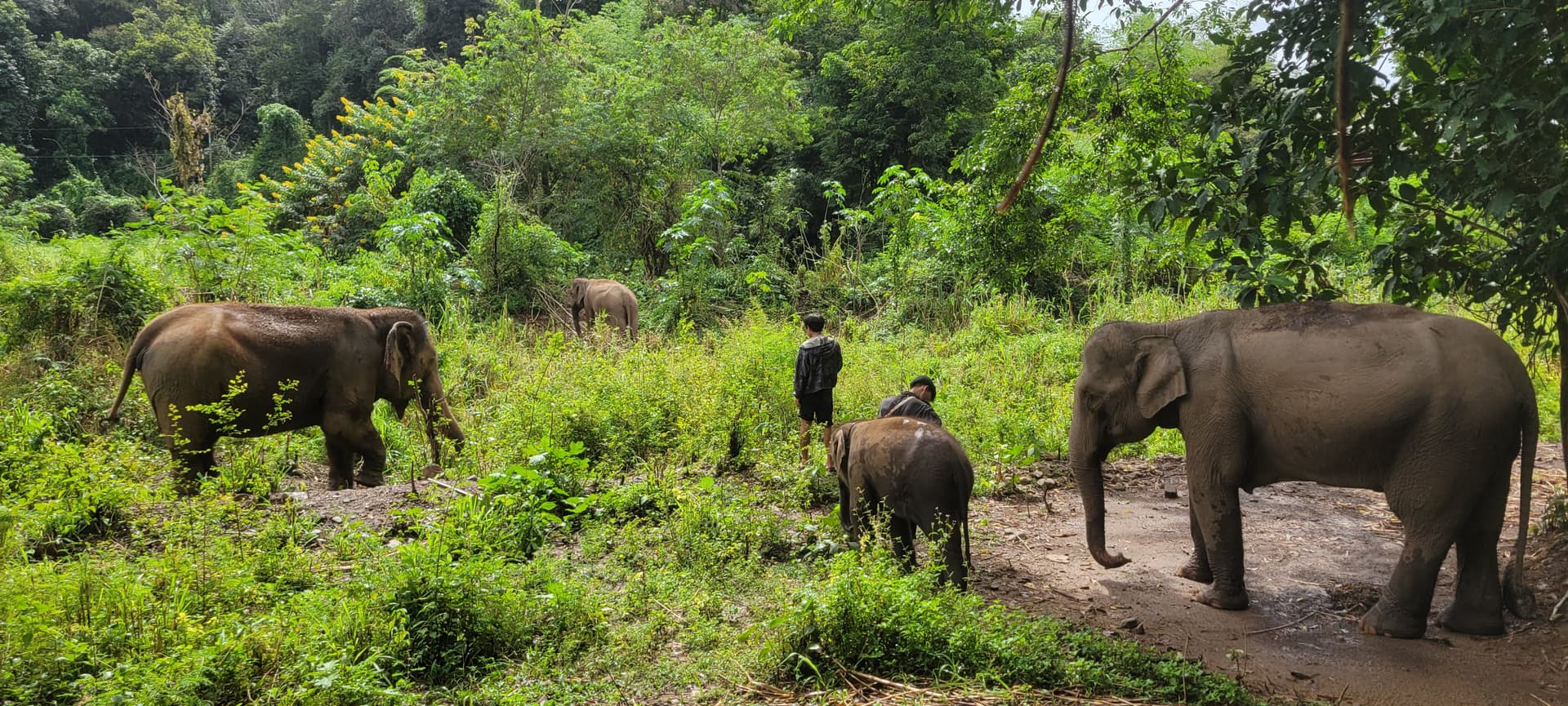 Chi Jungle Man besuchen: Ein Tag mit Elefanten in der Nähe von Chiang Mai