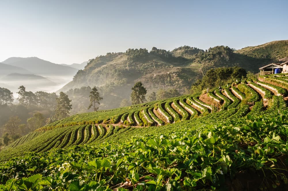Das Doi Ang Khang Massiv