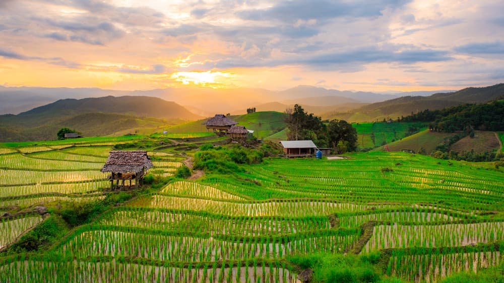 Reisterrassen von Baan Pa Pong Piang