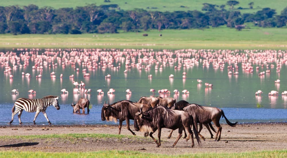 Die Große Migration - Spezial Gnus