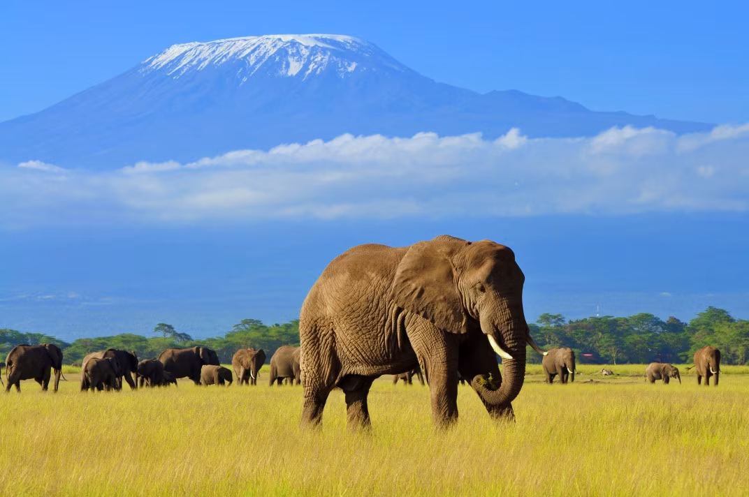 Besteigung des Mount Kenya und des Kilimandscharo