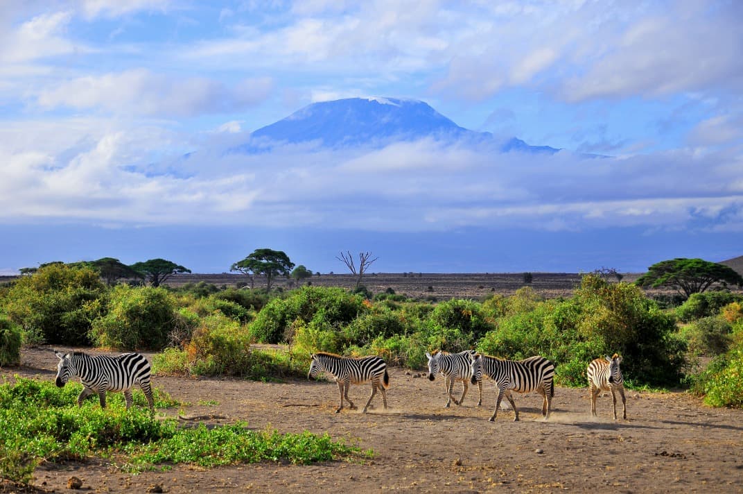 Dach Afrikas & Tierwelt
