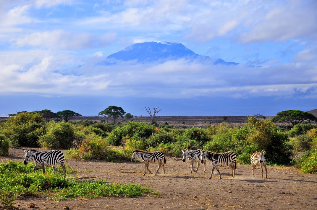 Dach Afrikas & Tierwelt