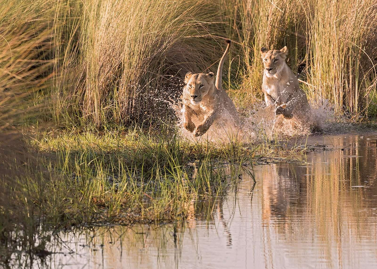 Sur la réserve du Moremi