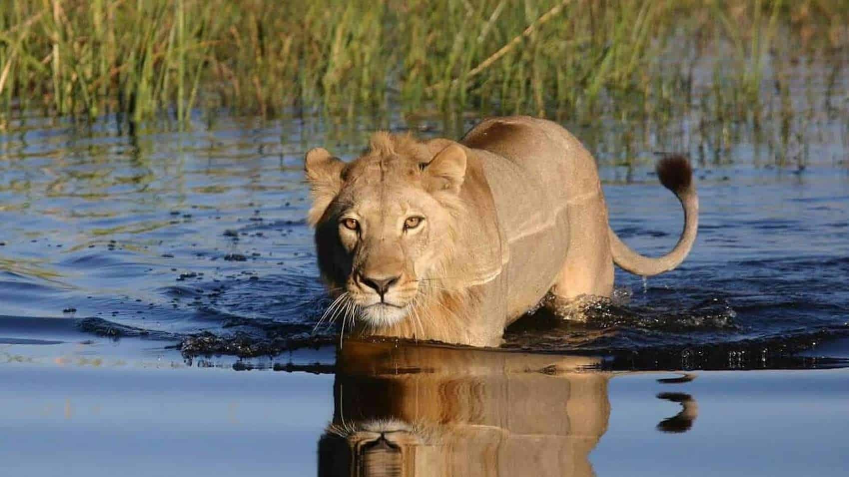 Delta des Okavango (die Kwara-Konzession)