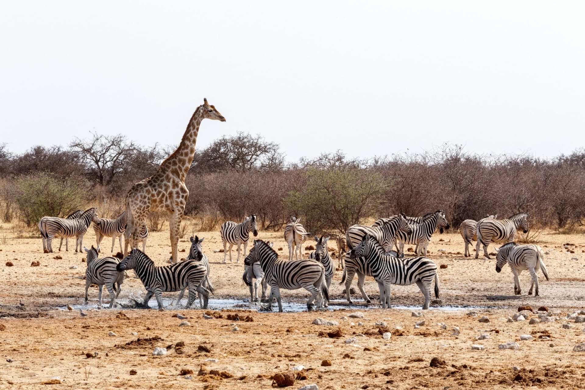 Damaraland / Etosha-Nationalpark
