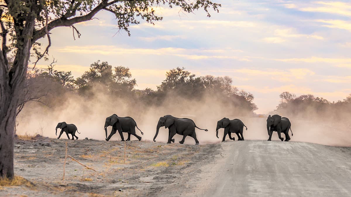 Kongola / Chobe