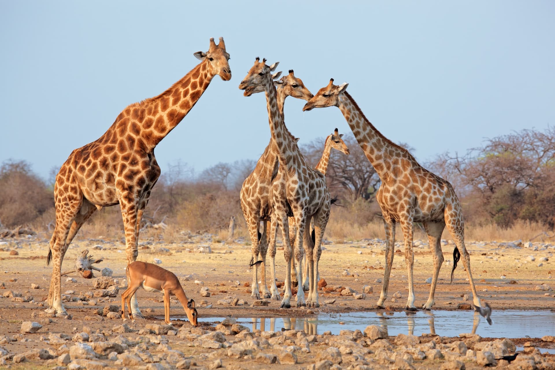 Etosha Süd