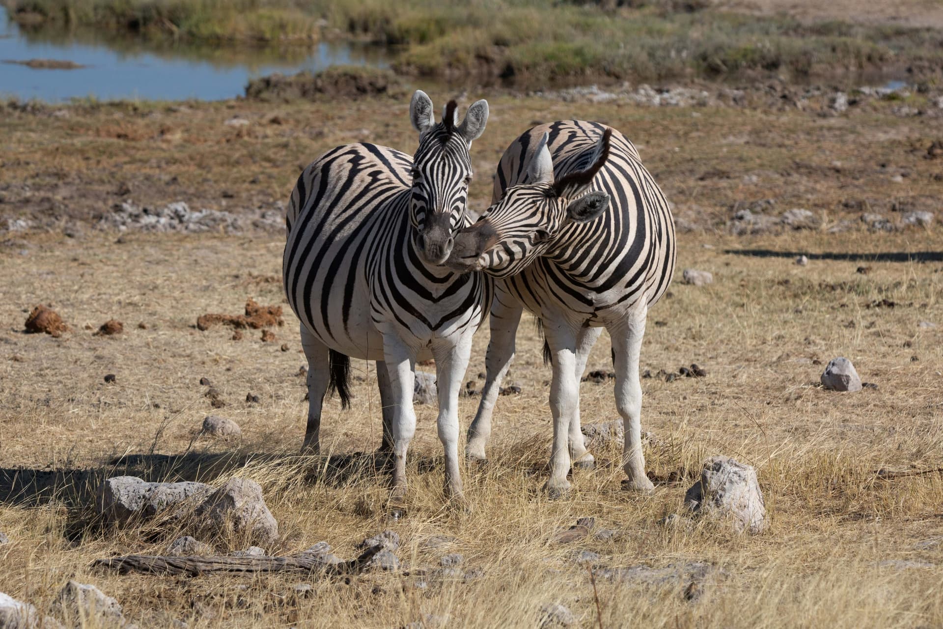 Namibie, Chobe & Victoria Falls (deutschsprachiger Reiseführer)