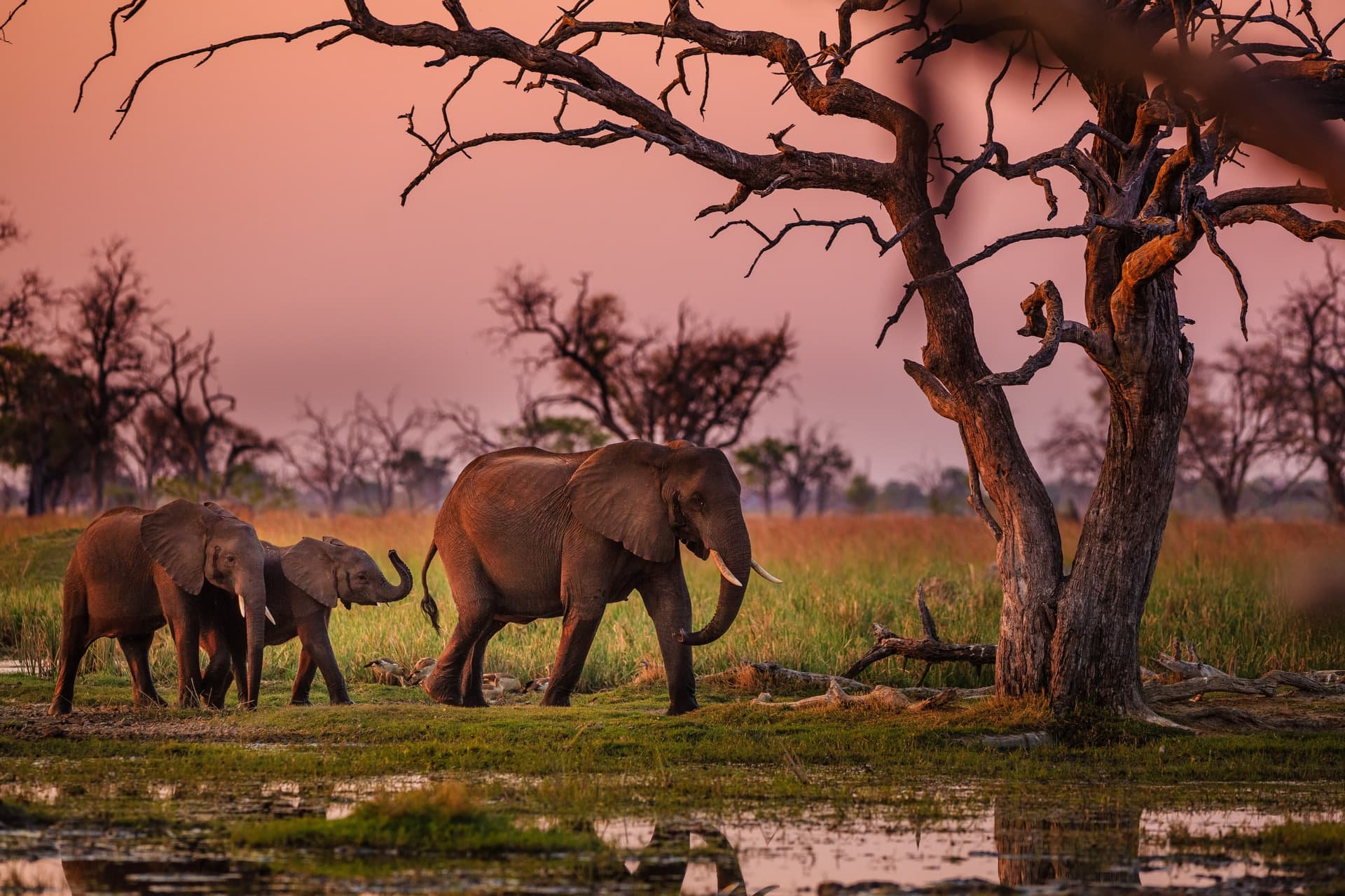 Auf Entdeckungsreise zu den Bushmen und zum Okavango-Delta