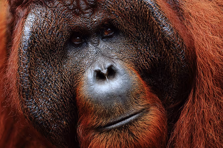 Borneo: Begegnung mit den letzten Orang-Utans (in Rehabilitation)