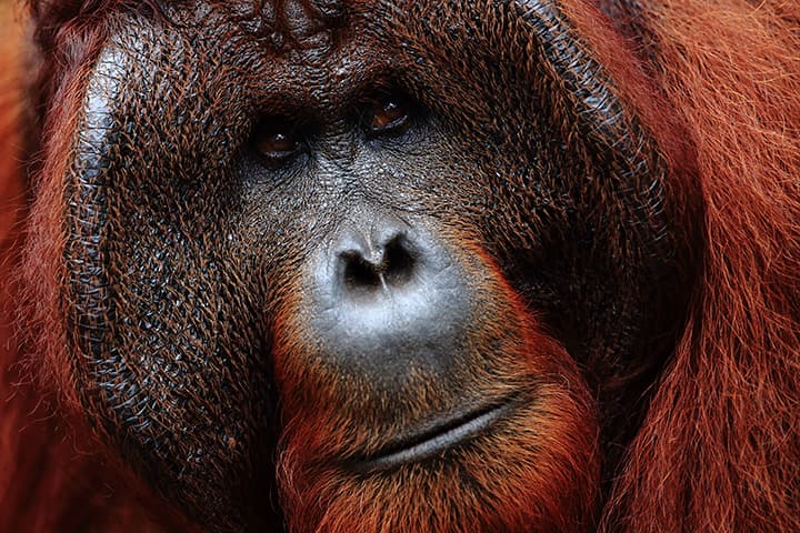 Bornéo: à la rencontre des derniers orangs-outans (en réhabilitation)
