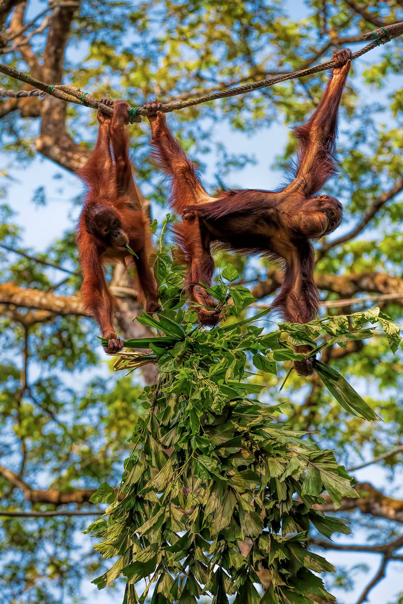 Borneo: Die letzten Orang-Utans (in Freiheit)