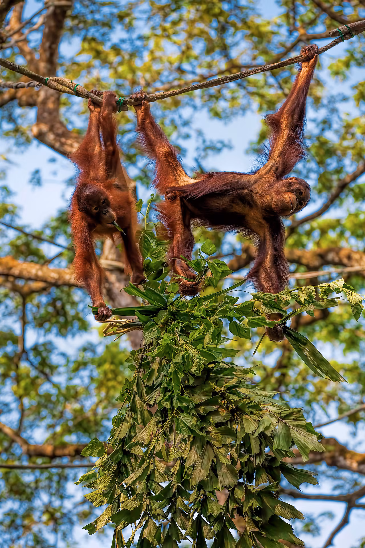Borneo: Die letzten Orang-Utans (in Freiheit)