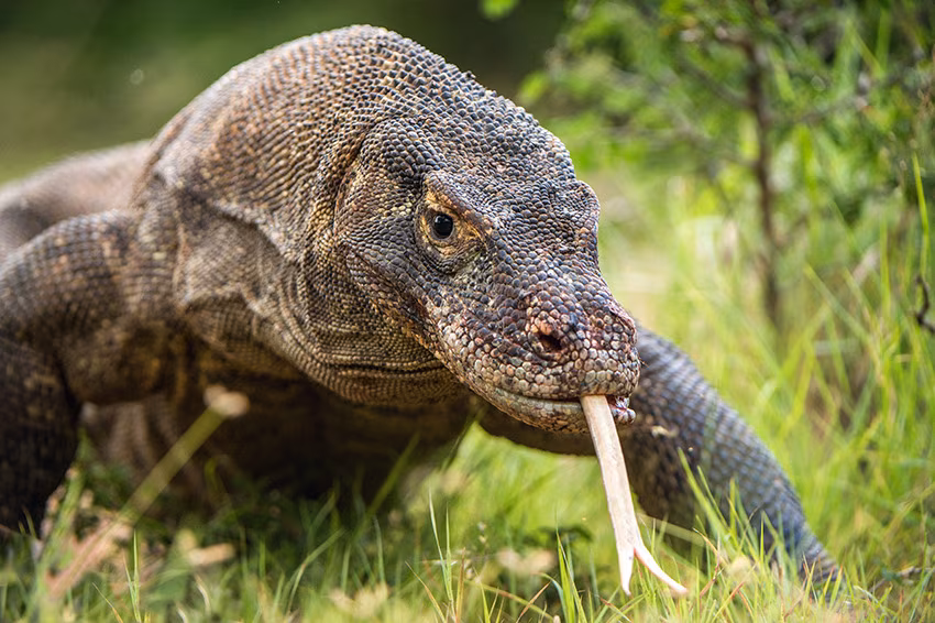 Kreuzfahrt « zen » nach Komodo (4 Tage)