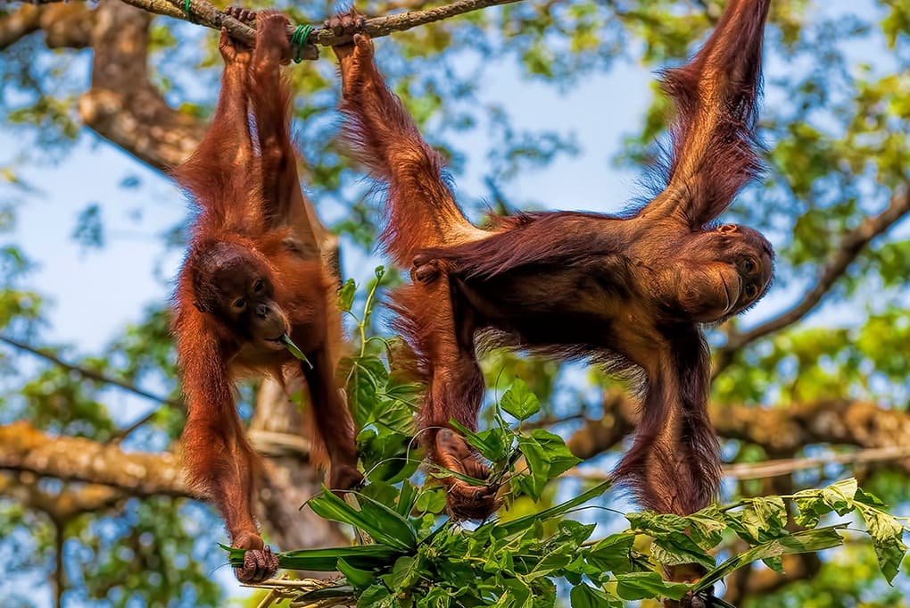 Auf den Spuren der letzten Orang-Utans (in Freiheit)