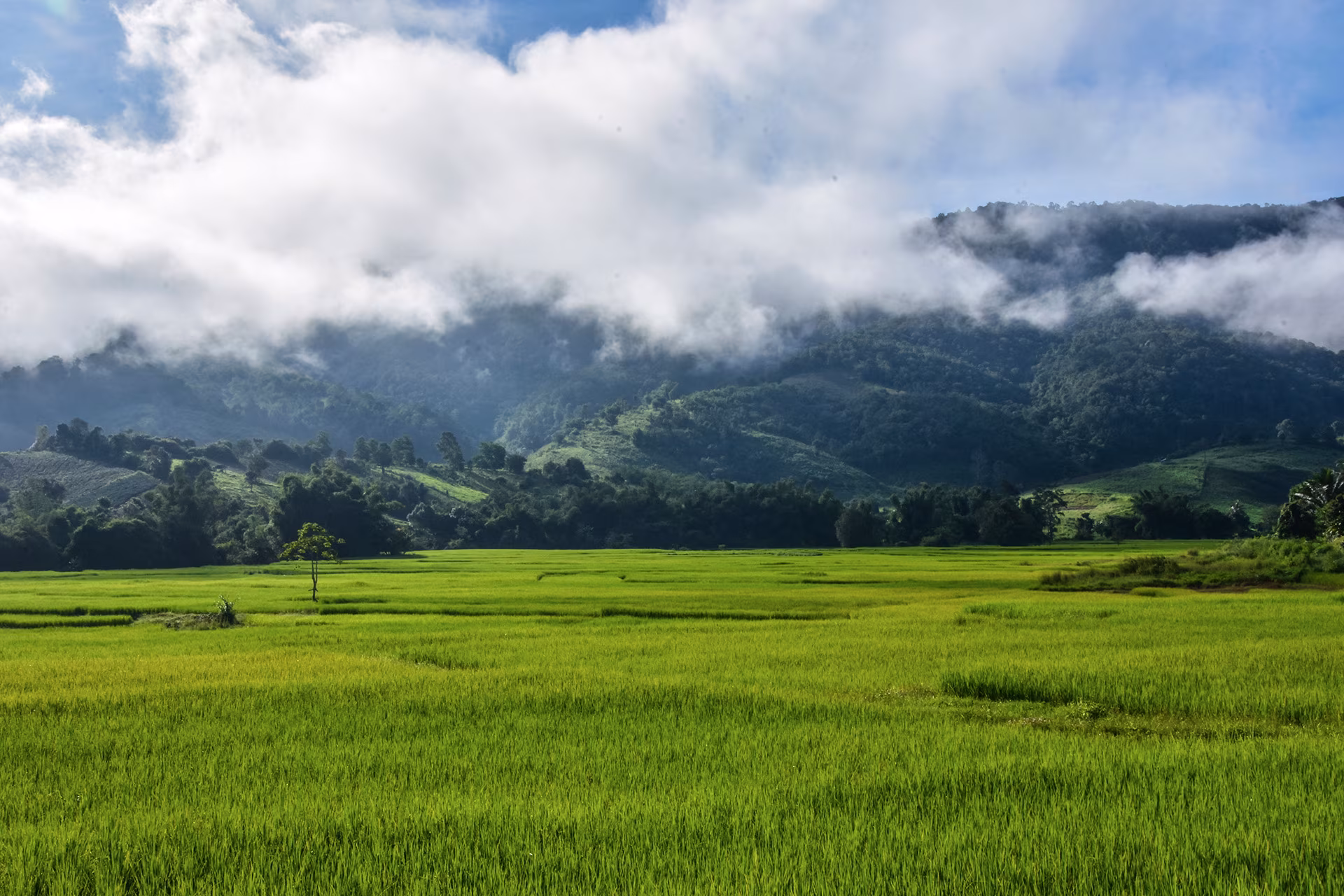 Sulawesi: Eintauchen ins Land der Toraja
